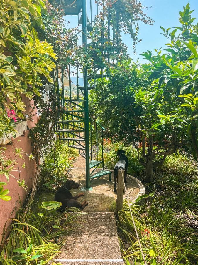 Canarian Cottage With Terrace Surrounded By Garden - Alisios La Orotava Dış mekan fotoğraf